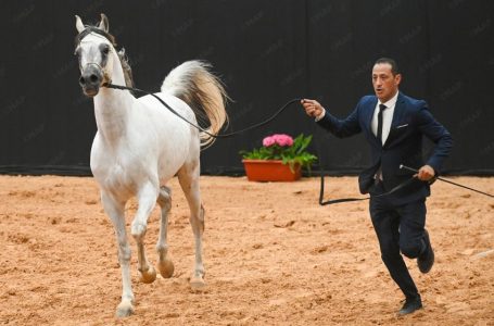 الرباط.. تتويج الفائزين في كأس الإمارات العالمي لجمال الخيل العربية (المغرب 2026)